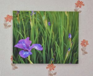 Lõuend “Iiris”